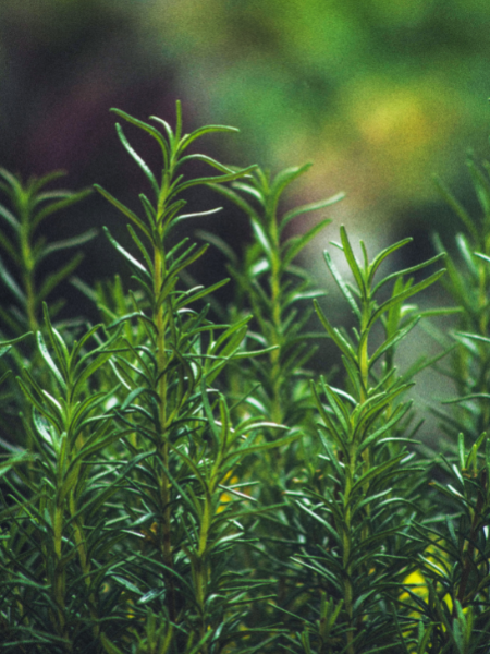 How to Use Rosemary For Hair Growth