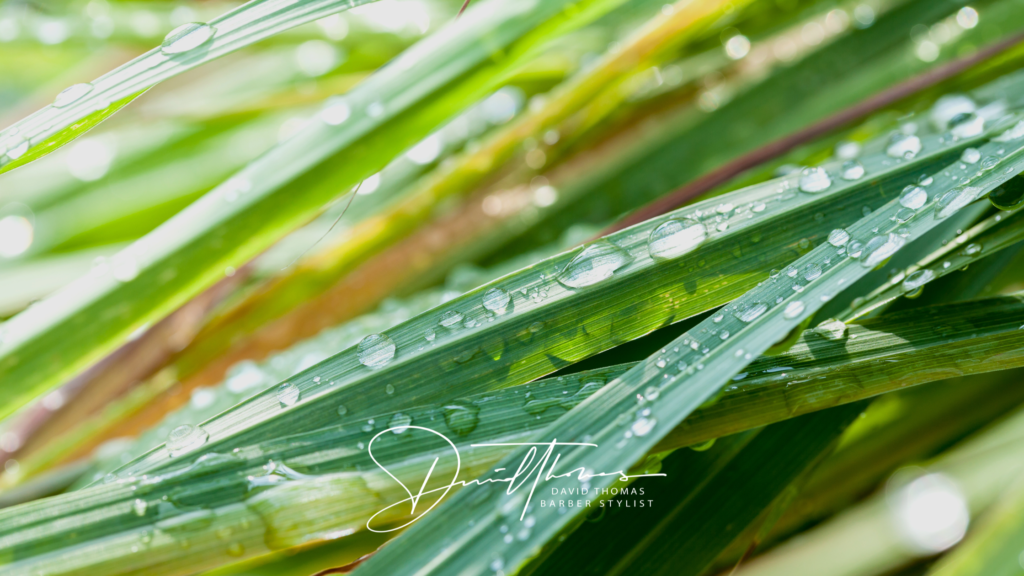 TEN Essentials: Organic Lemongrass