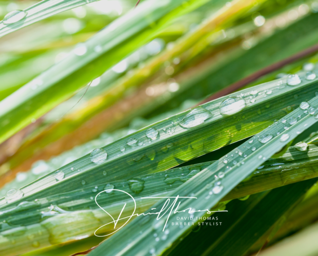 ten essentials lemongrass